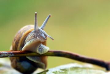 caracol sobre las hojas humedas