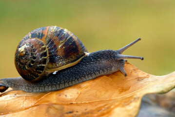 caracol sobre las hojas humedas