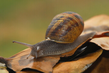 caracol sobre las hojas humedas