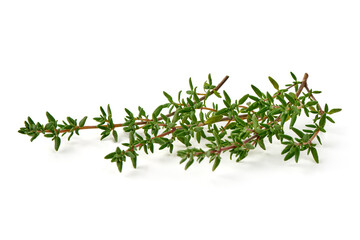 Fresh thyme sprigs, spice, close-up, isolated on white background.