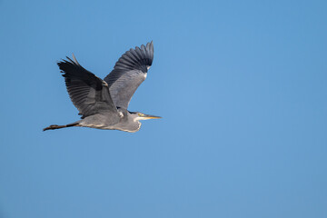 A flying gray heron with a blue sky as background