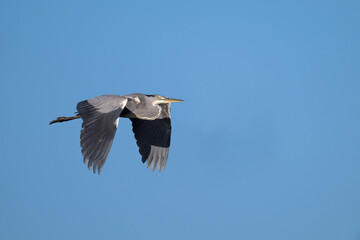 A flying gray heron with a blue sky as background