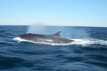 Humpback whale breaching