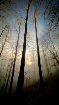 Fog8