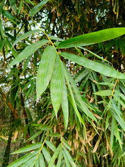 Fototapeta premium Forest Bamboo tree Garden up images