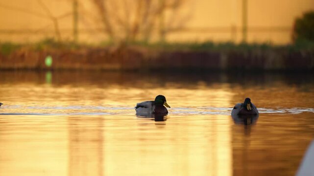 plan fixe vid&eacute;o sur des canards colvert sauvages, nageant pr&egrave;s du vid&eacute;aste, sous une lumi&egrave;re tr&egrave;s douce de fin de journ&eacute;e hivernale