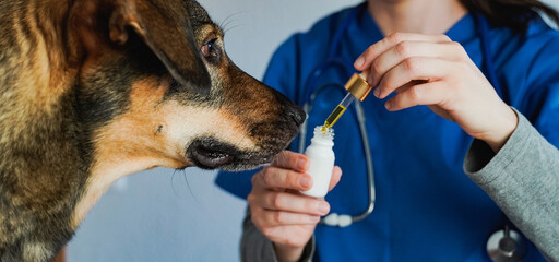 CBD dog, Animal pet taking cannabis hemp oil, Canine licking vitamin dropper for anxiety treatment