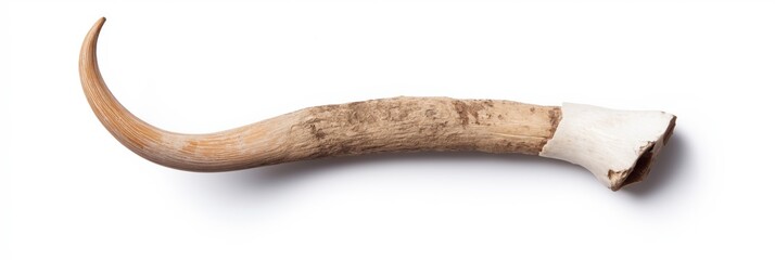 A long, curved bone with a white tip. The bone is brown and has a rough texture