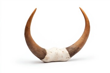 Fototapeta premium A large, white and brown horned animal skull is displayed on a white background. The skull is large and has a unique, almost otherworldly appearance