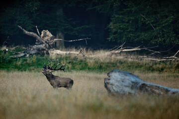 A red deer (Cervus elaphus) in rutting seasons loud trumpets during the morning haze in autumn in Dyrehave Royal Park, Denmark. Sunrise and sunset over the sea. Steam from the mouth.