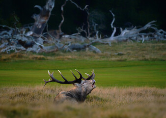 A red deer (Cervus elaphus) in rutting seasons loud trumpets during the morning haze in autumn in Dyrehave Royal Park, Denmark. Sunrise and sunset over the sea. Steam from the mouth.