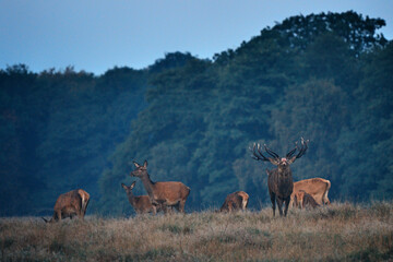 Naklejka premium A red deer (Cervus elaphus) in rutting seasons loud trumpets during the morning haze in autumn in Dyrehave Royal Park, Denmark. Sunrise and sunset over the sea. Steam from the mouth.