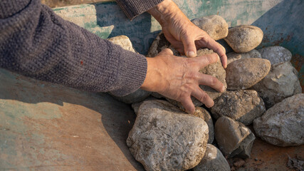 Removing rocks from a yard.
