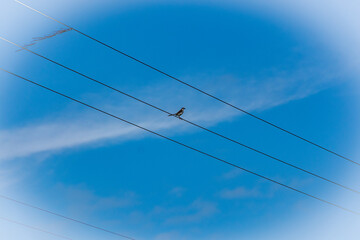 p&aacute;ssaro no fio de eletricidade