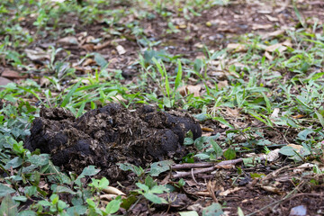 Manure