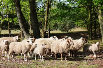 Fototapeta premium Flock of sheep on a grass landscape with trees. Natural grazing.