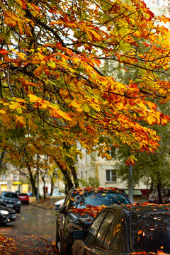 Atmospheric City Area Street With Yellow Autumn Leaves