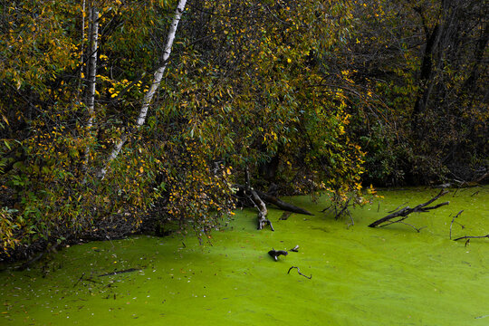 Ooze Pond Forest Nature Green Textures