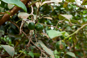 Development of lemons