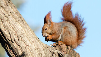 squirrel on a tree