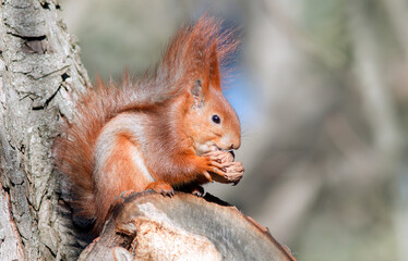 squirrel in the park