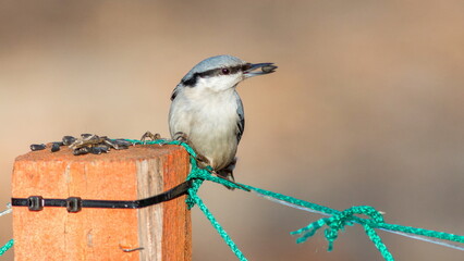 bird on a branch