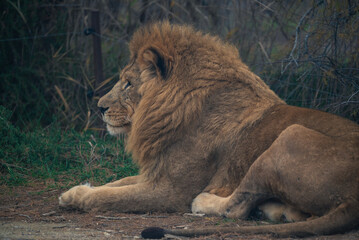 Leon