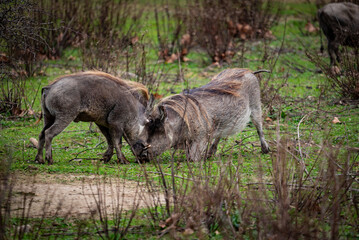 Jabalies peleando