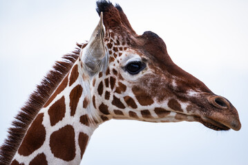 Obraz premium Jirafa