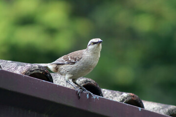 Field Thrush