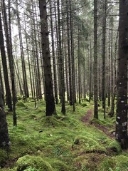 Naklejka premium pine forest in the morning
