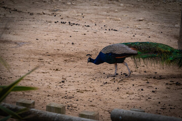 Pavo real