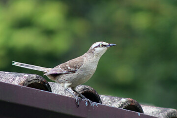 Field Thrush