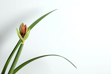 Blooming houseplant Amaryllis with red bud in a pot on a table