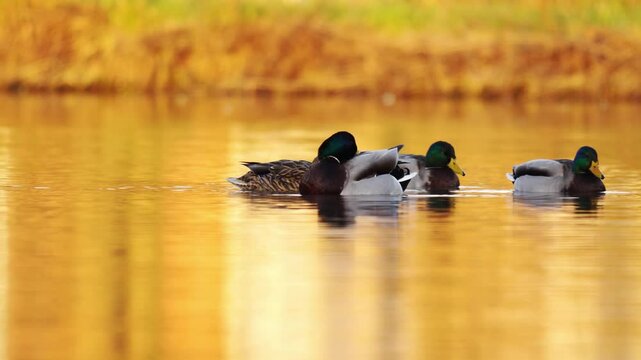 plan fixe sur des canards colverts sauvage dans une ambiance r&ecirc;veuse, lumi&egrave;re dor&eacute;e, sur un couch&eacute; de soleil hivernale