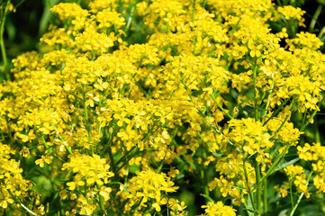 A bunch of yellow flowers with green leaves.