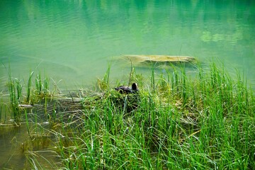 Adult coot Fulica Atra sitting on nest in reeds in Toblacher See, Lago di Dobbiaco in the Dolomites in South Tyrol, Italy