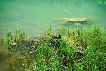 Adult coot Fulica Atra sitting on nest in reeds in Toblacher See, Lago di Dobbiaco in the Dolomites in South Tyrol, Italy
