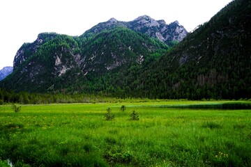 Obraz premium Overgrown water surface of Lago di Dobbiaco, Toblacher See in the Dolomites, South Tyrol, Italy. 