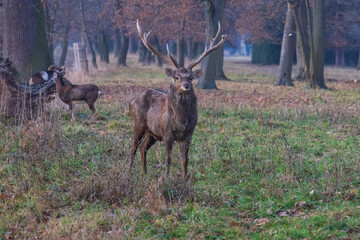 Sika deer - Cervus nippon in winter in the forest