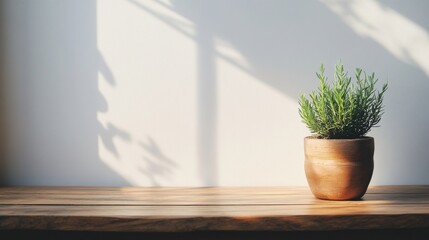 Potted plant on wooden table in sunlight.