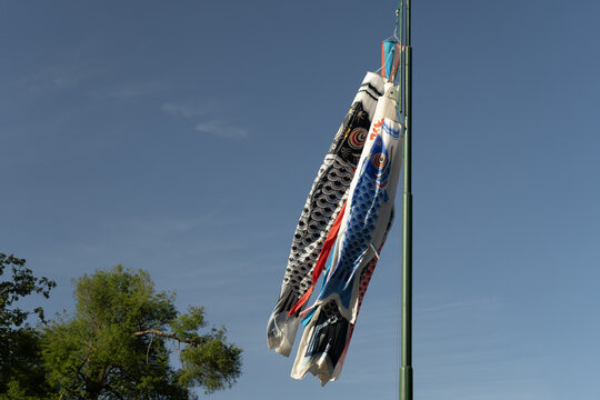 Koi fish flag. Carp fish flag hanking on pole in clearly sky