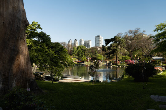Green summer city park background with tall trees