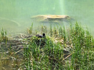 Adult coot Fulica Atra sitting on nest in reeds in Toblacher See, Lago di Dobbiaco in the Dolomites in South Tyrol, Italy