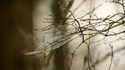 Delicate web clings to bare branches in a serene forest setting during early morning light