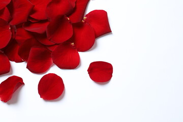 Red rose petals on white background