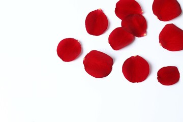 Red rose petals on white background