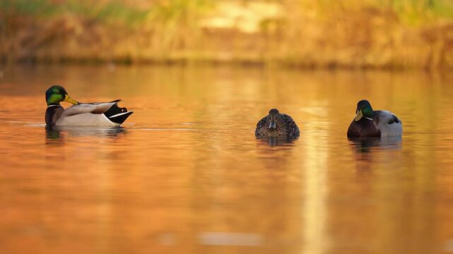 plan fixe sur des canards colverts sauvage dans une ambiance r&ecirc;veuse, canards colverts calmes sur l'eau, vid&eacute;o reposante, relaxante, sur une ambiance dor&eacute;e naturelle