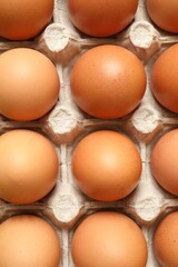 Сhicken eggs in a cardboard tray