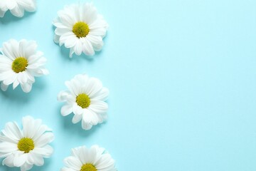 Obraz premium Beautiful chamomile on color background